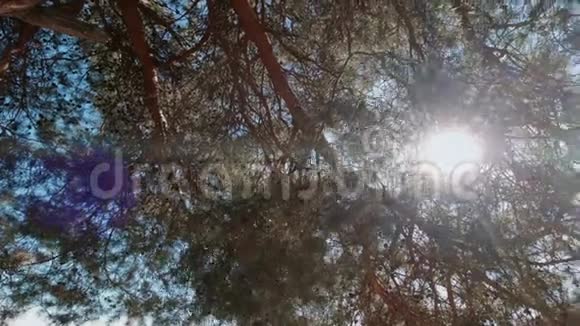 透过松枝和针来看太阳一束阳光视频的预览图