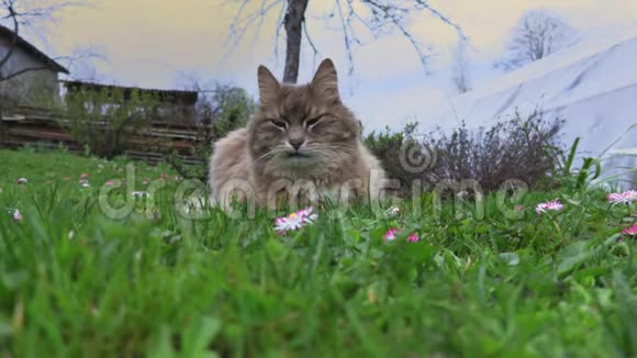 花园里的滑稽猫视频的预览图