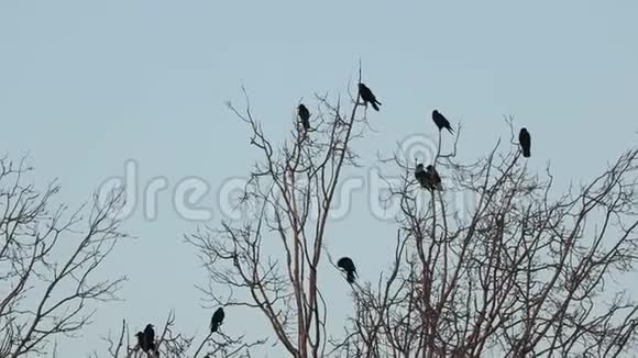树上的乌鸦视频的预览图