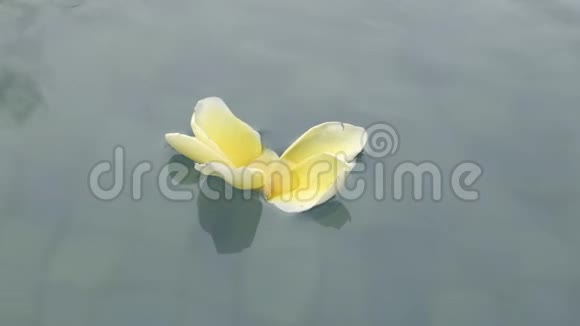 异花浮在池面上慢动作视频的预览图