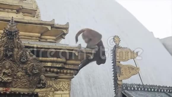 一只野生尼泊尔猴子行走的近景爬在尼泊尔寺庙里亚洲加德满都视频的预览图