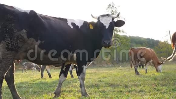 在阳光明媚的草坪上放牧的牛群可爱的动物在草地上吃新鲜的青草阳光明媚视频的预览图