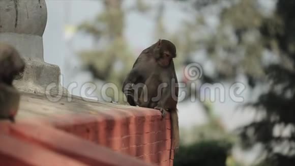 一只可爱的野生猴子坐在屋顶的边缘尼泊尔加德满都的寺庙视频的预览图