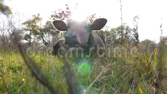 有趣的好奇母牛躺在草坪上看着镜头搅拌耳朵可爱的动物在草地上晒太阳视频的预览图