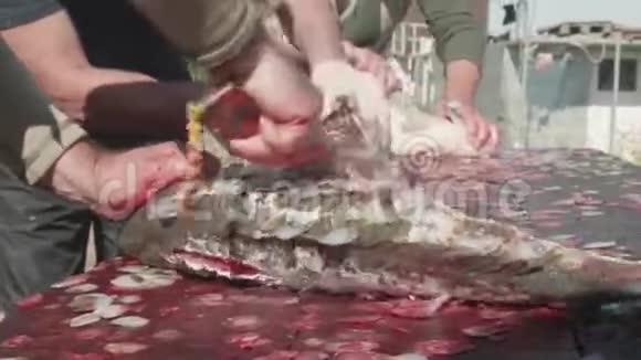三个白人在给一条野生大鲤鱼擦洗鱼鳞该死的鱼特写镜头视频的预览图