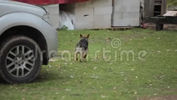 一只狗沿着一个村庄房子的院子里的绿草奔跑背面视频的预览图