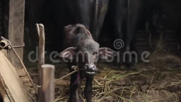 可爱的小牛小摊位站住玩视频的预览图