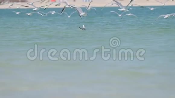 飞翔的海鸥群飞过海面视频的预览图