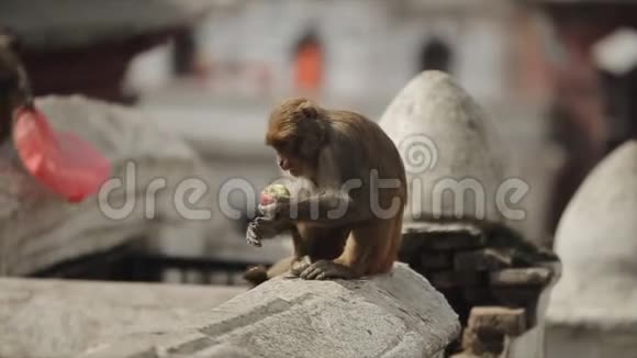 一只可爱的小野猴从地上采摘和吃食物尼泊尔街道加德满都视频的预览图