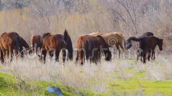 野马在草地上放牧视频的预览图