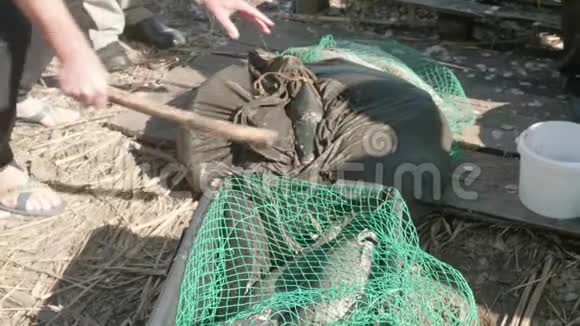 大野腐肉放在桶里的绿网上亲近男人休闲和爱好捕鱼视频的预览图