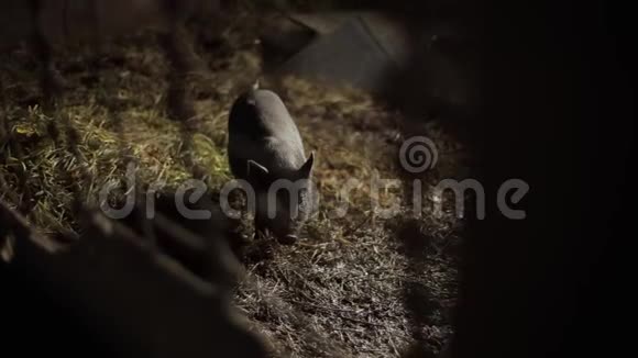 一只黑猪看着农场围场里的摄像机特写视频的预览图