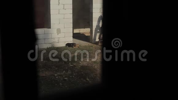 狗在一个正在建造的农村房屋入口处晒太阳视频的预览图