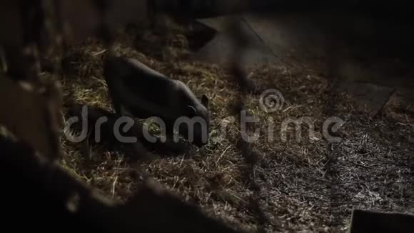 一只黑色的小猪在他围场地板上的稻草里找东西关门视频的预览图