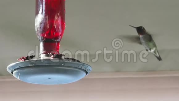 安娜的蜂鸟在喂食器上慢动作视频的预览图