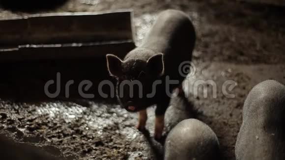 猪圈里的小黑猪站在喂食槽附近的肮脏稻草中特写视频的预览图
