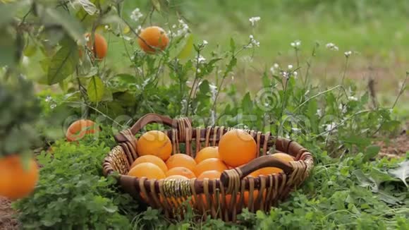 花园里放着橙色的篮子西班牙新鲜水果视频的预览图