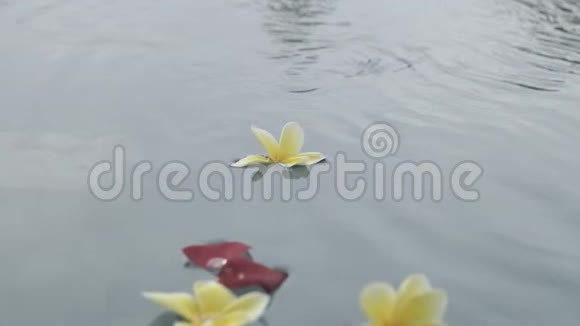 异花浮在池面上慢动作视频的预览图