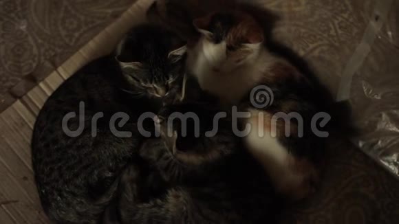 三只猫依偎在一起正在睡觉从上面看视频的预览图