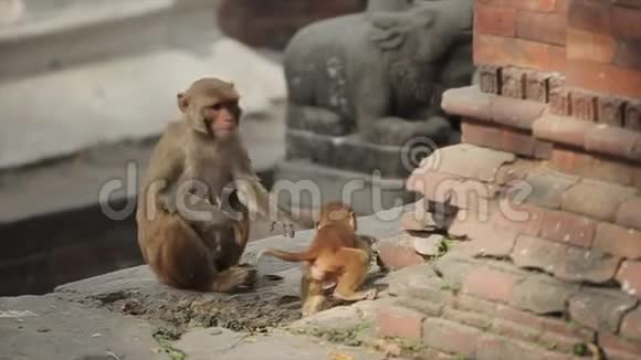 在尼泊尔的加德满都寺庙里一只妈妈猴子背着她的小猴子走路视频的预览图