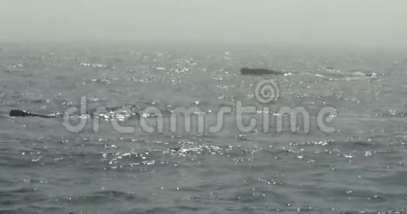 两头长鲸在海洋中视频的预览图
