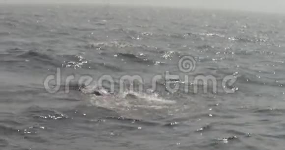 驼背鲸吹和相机湿视频的预览图