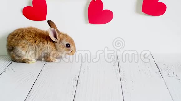 小棕兔情人节动物可爱的兔子在白色的背景和红色的心农业兔子视频的预览图
