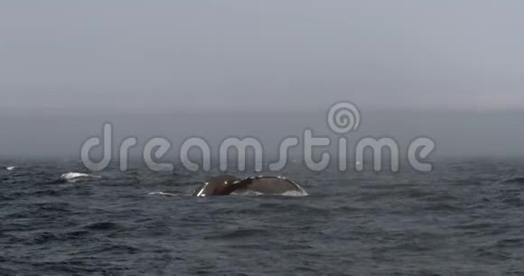 驼背鲸潜水并炫耀它的尾巴视频的预览图
