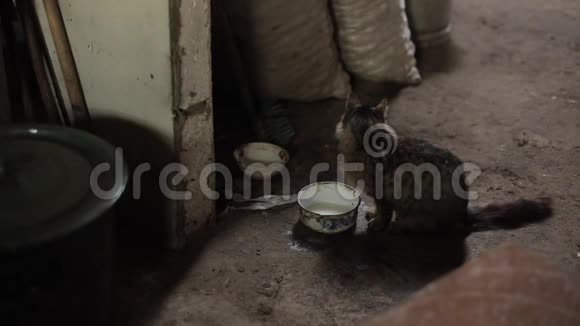 猫在脏房间里喝铁碗里的牛奶特写镜头侧视图视频的预览图