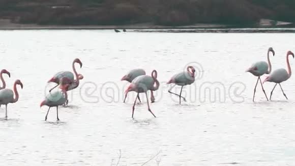 埃布罗三角洲自然公园的大火烈鸟集团视频的预览图