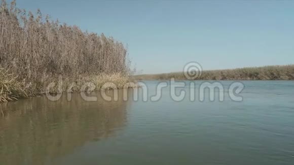 环绕芦苇的小溪全景秋天的风景视频的预览图