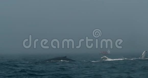 游船在水面上吹打长鳍的座头鲸视频的预览图