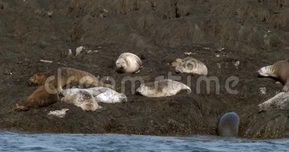 当其他人躺在岩石海岸上时海豹会爬上岸视频的预览图