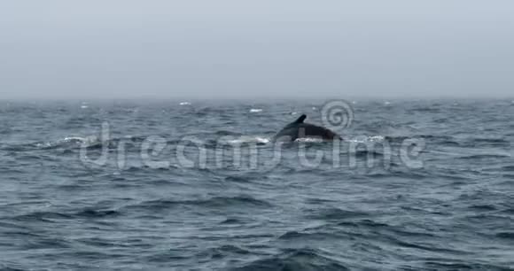 驼背鲸潜水并炫耀它的尾巴视频的预览图