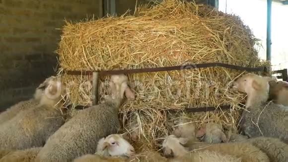 牧羊人在农场吃干草视频的预览图
