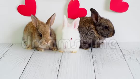 三只小兔子情人节动物可爱的野兔在白色的背景和红色的心农业兔子视频的预览图