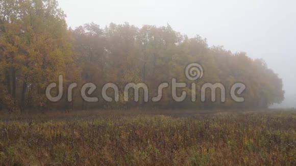 深秋有雾的风景视频的预览图