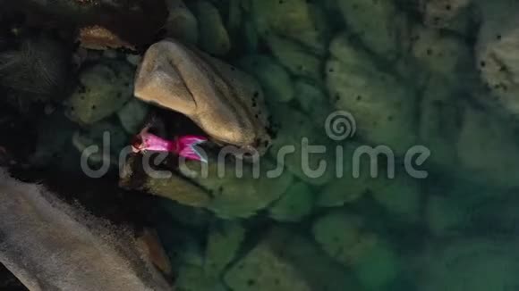 美人鱼正在海边游泳视频的预览图