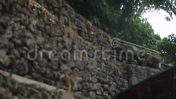 一群成群的野生尼泊尔猴子猕猴爬上城墙篱笆背景中的白人游客视频的预览图