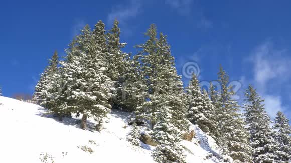 在阳光明媚的冬日里阿尔卑斯山典型的雪景视频的预览图