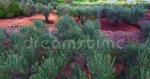 一只飞过橄榄树的苍蝇视频的预览图