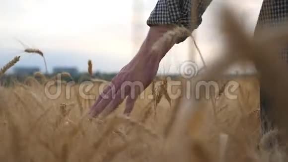 年轻的农民走过大麦地用手臂抚摸着庄稼的金色耳朵雄性手在成熟时移动视频的预览图