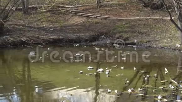 公园里肮脏的池塘和鸭子视频的预览图