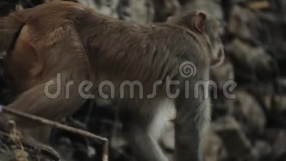 一只野生猴子在尼泊尔加德满都攀登石墙亚洲视频的预览图