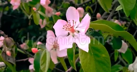 春天的树开着粉红色的花在树枝的背景上开着杏花在日落的天空上每天都有阳光视频的预览图