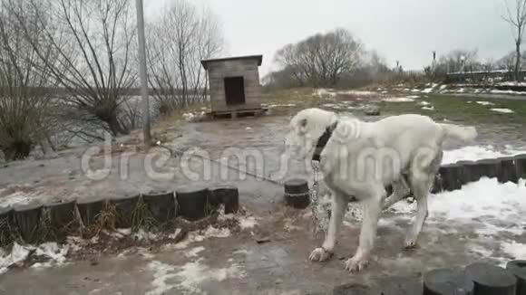 大白链狗跳到镜头前视频的预览图