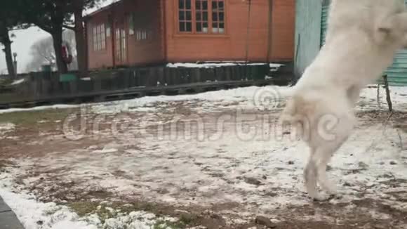 大白链狗跳到镜头前视频的预览图