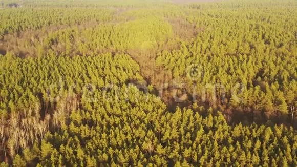 鸟瞰绿松森林砍伐区景观空土地附近生长森林的俯视图欧洲自然视频的预览图