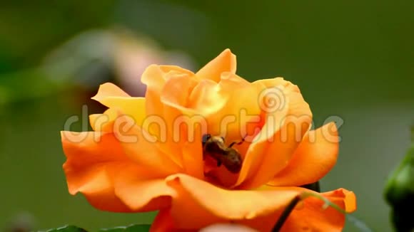 美丽的近景野生自然蜜蜂昆虫大黄蜂收集花蜜工作在橙玫瑰花视频的预览图