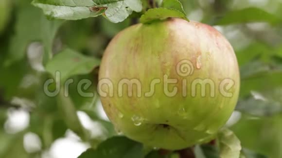 树枝上有露水的苹果视频的预览图